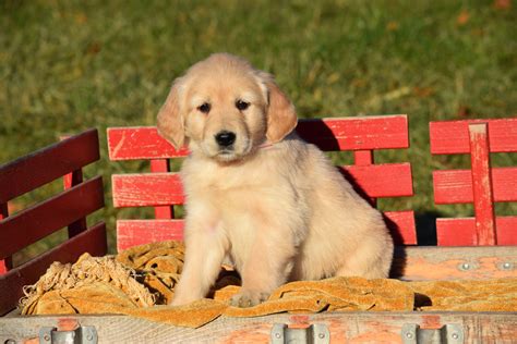 AKC Registered Golden Retriever Puppy For Sale Female Abbey Millersbur – AC Puppies LLC