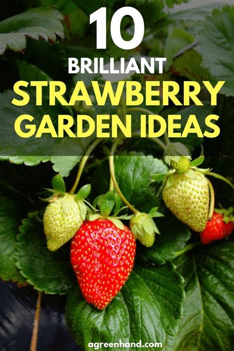 10 Brilliant Strawberry Garden Ideas | Strawberry garden, Strawberry ...