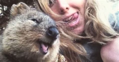 Quokka Selfies Are The Cutest Selfies