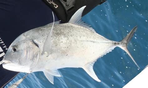 Photos & Pictures Of South Africas Giant Kingfish (GT, Ignobilis, Giant Trevally)