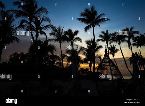 Singapore coconut tree hi-res stock photography and images - Alamy