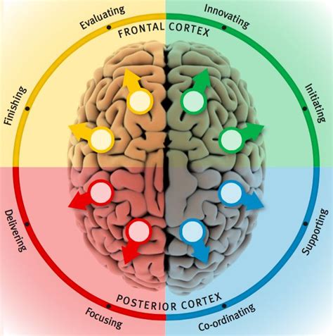 Map Your Brain | michelleloch.com | Brain mapping, Your brain, Map