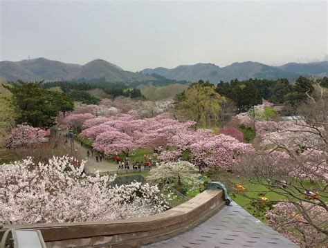 South Hokkaido for Cherry Blossoms ~ My World Trip... Japan