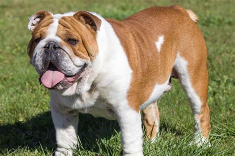 Meet the British Bulldog!