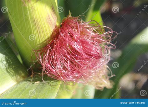 Corn Fiber Stock Images - Image: 26518024