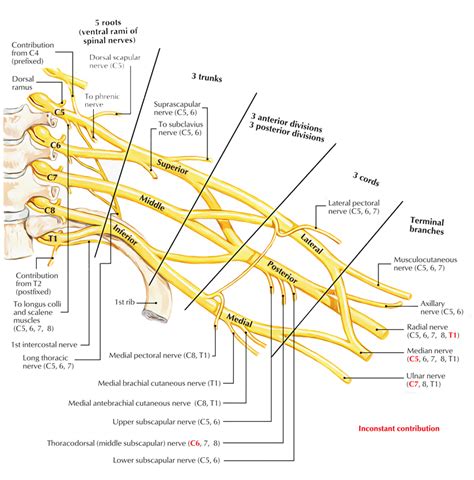 Brachial Plexus Anatomy and Clinical Correlation