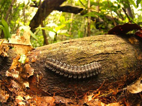 Beautiful millipede from the Amazon rainforest. | Torrenegra | Flickr