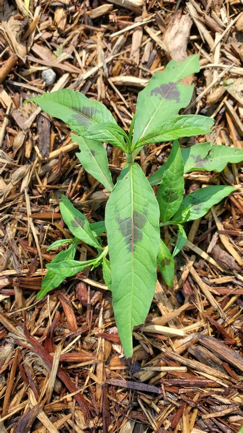 Anyone know what these black spots are? Is it harmful to the plant? If any idea on how to treat ...