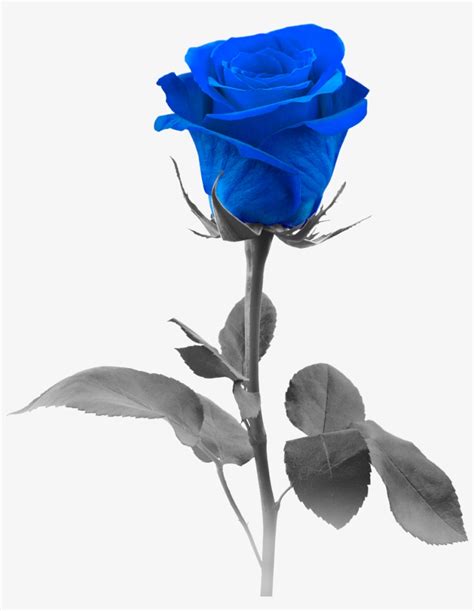 Top 999+ blue roses images – Amazing Collection blue roses images Full 4K