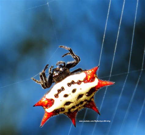 Backyard Birding....and Nature: Spiny Backed Orb Weaver Spider Spinning ...