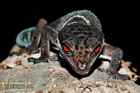 Chinese Cave Gecko | MOHAMMED AL-SALEH | Flickr