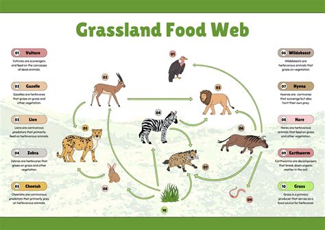 Grassland Food Web For Kids