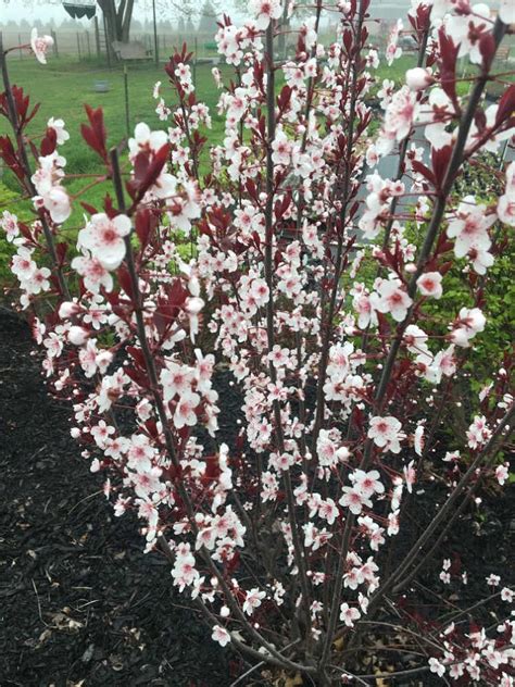 How to Root Purple Sandcherry, prunus cistena from Hardwood Cuttings.