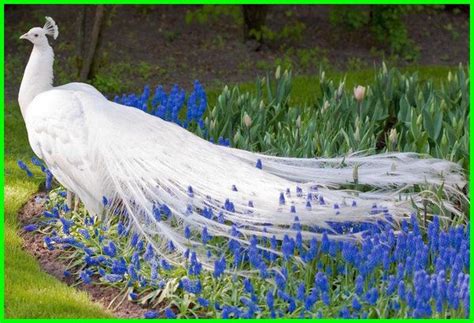 Burung Merak Putih: Deskripsi, Asal Usul dan Penjelasannya - ekor9.com | Albino peacock, Most ...