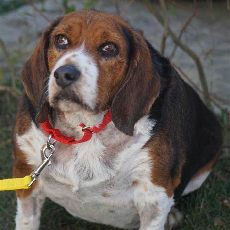 Beagle Dumped At City Shelter For Being Too Old And Fat