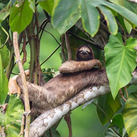 The Sloth Conservation Foundation (@slothconservation) on Threads