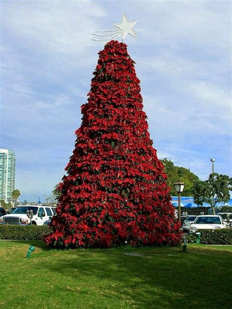 christmas-poinsettia-tree-in-san-diego | Christmas tree images ...