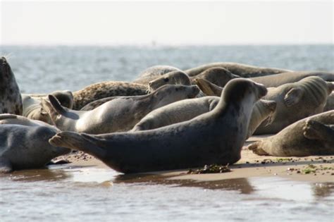 Norfolk Seal Trips To Blakeney Point