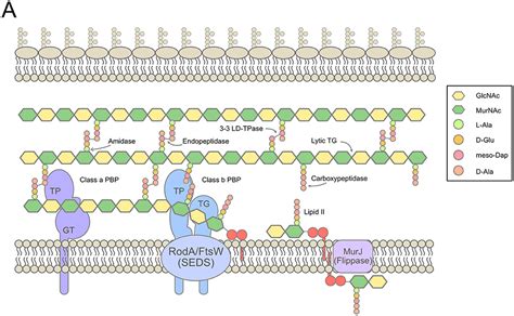 Stages Of Bacterial Cell Wall Synthesis