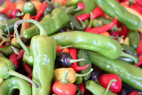 Growing Chili Peppers - Chili Pepper Madness