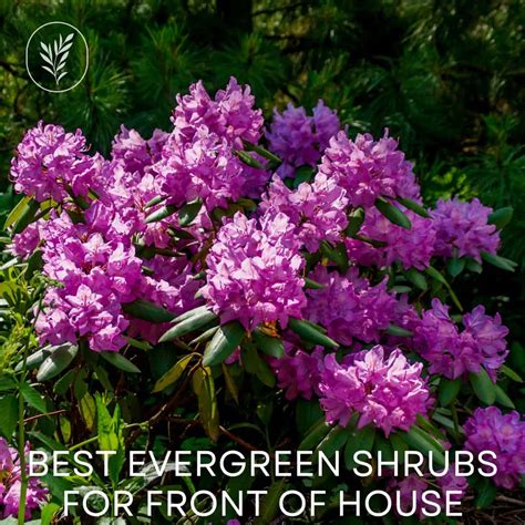 30+ best evergreen shrubs for front of house 🏠🌲 Uplifting your home's ...