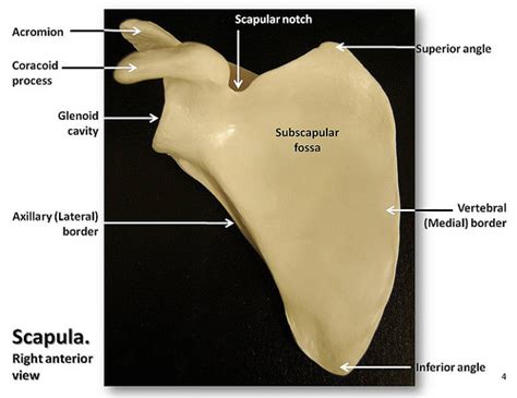 Musings on scapular winging: Anatomy (muscular and nerve), causes, and exercise considerations ...