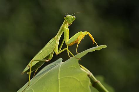 Do Praying Mantis Bite? » ScienceABC