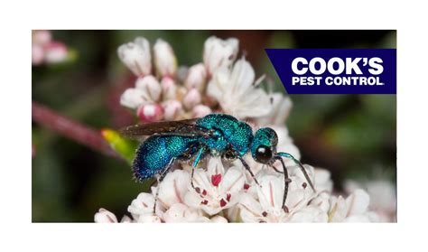 Pest Profile- The Cuckoo Wasp