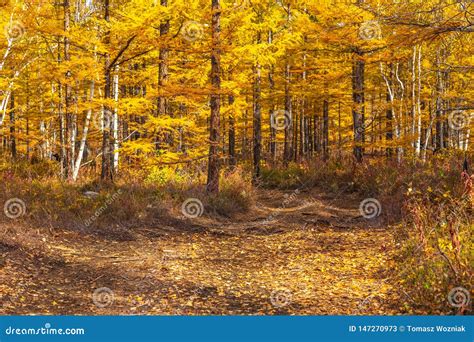 Forest in Autumn Colors on the Kamchatka Peninsula, Russia. Stock Image - Image of holiday ...