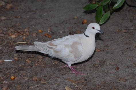 Ringneck Dove Facts, Pet Care, Behavior, Diet, Price, Pictures