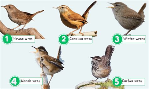 5 Common Types of Wrens (Characteristics, Habits & More)