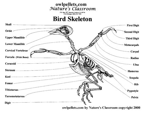 Bird skeleton structure | Animal skeletons, Skeleton, Bird unit study