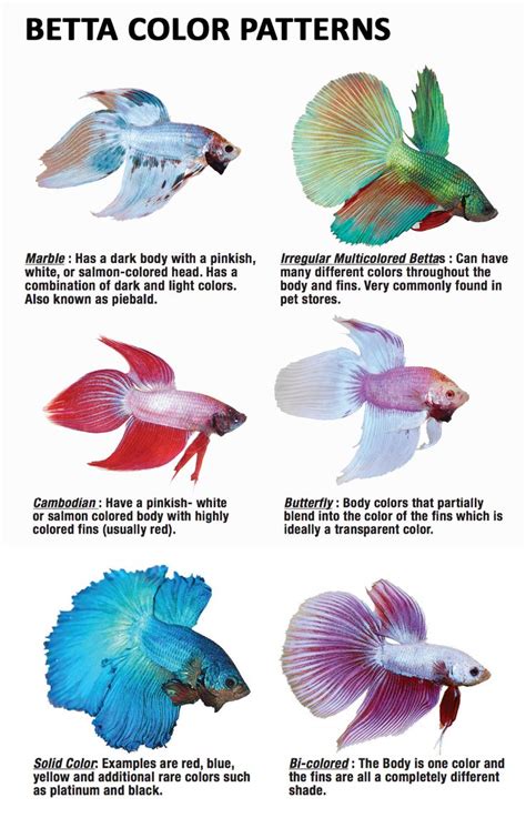 Different color varieties of betta fish. | pet | Pinterest | Balık ...