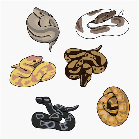 Some Cute Little Ball Pythons available On Redbubble - Cute Ball Python ...