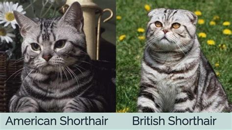 American Shorthair Cat vs British Shorthair Cat: Visual Differences & Overview (with Pictures ...