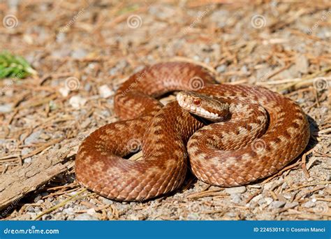 Vipera berus stock photo. Image of venom, wild, poison - 22453014