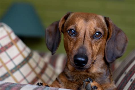 Raza de perro Teckel y mega guía con sus cuidados