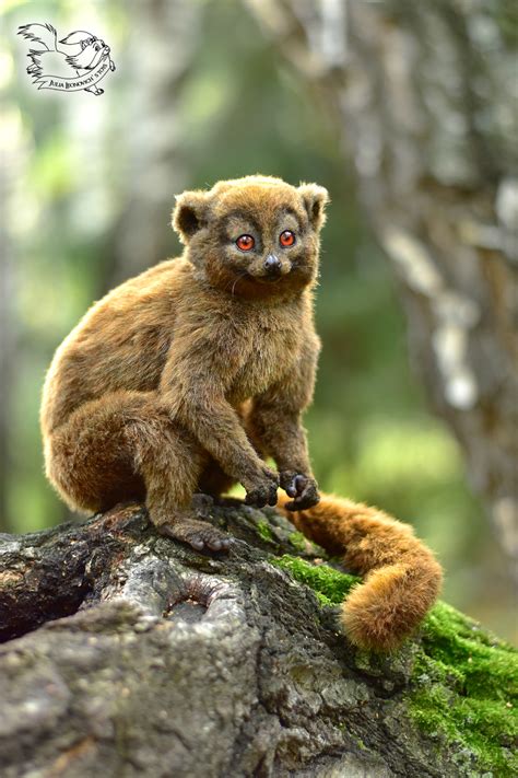 Bamboo lemur by YuliaLeonovich on DeviantArt