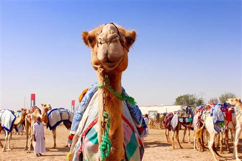 AL DHAFRA CAMEL FESTIVAL | Following Amy Mary