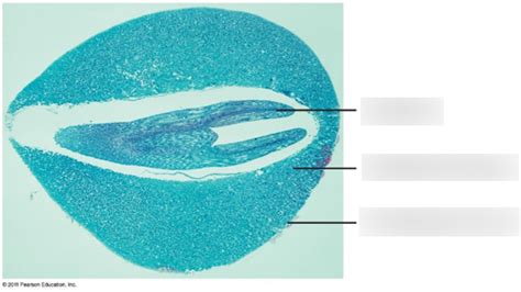 Seed Anatomy Diagram | Quizlet