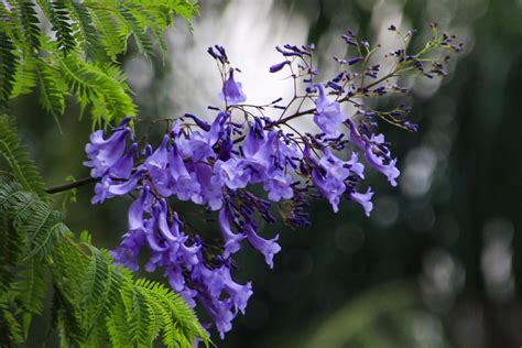 Jacaranda Tree