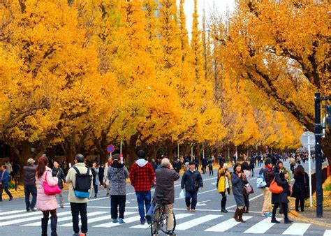 Autumn in Tokyo 2023: 16 Best Places for Fall Foliage in Tokyo | LIVE ...