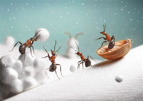 Why Do I Have Ants in my House in Winter? | Pestcheck Pest Control | Blog