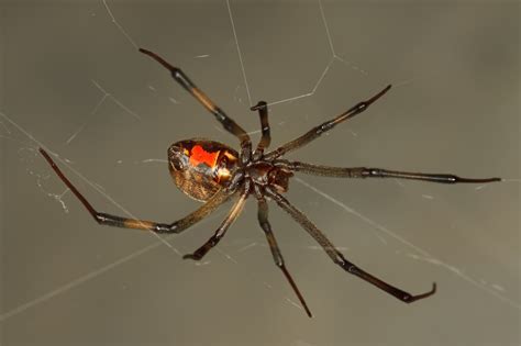 Central Florida News: There are five species of venomous spiders in Florida