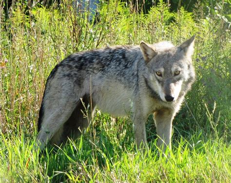 Great Plains wolf (Canis lupus nubilus); DISPLAY FULL IMAGE.