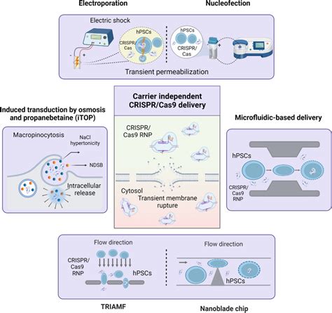 Carrier independent strategies for CRISPR/Cas9 delivery into stem ...