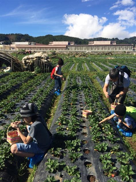 Strawberry picking at the Strawberry Farm in La Trinidad, Benguet