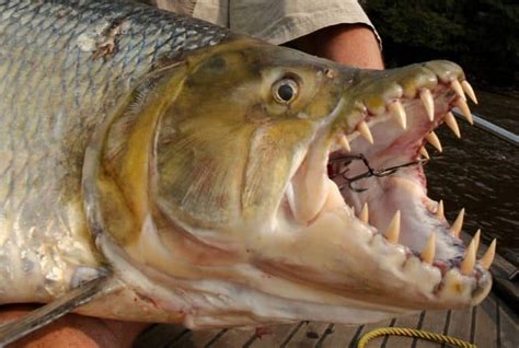 13 Types of Fish With Big Teeth (With Pictures) | Earth Eclipse