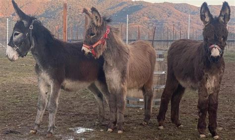 Donkeys Bound for Slaughter Find Sanctuary at Oscar's Place