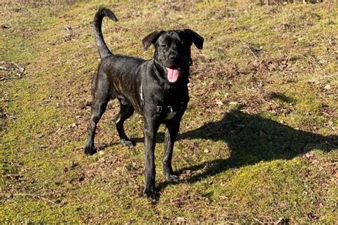 Cane Corso German Shepherd Mix: A Hybrid That Will Fascinate You